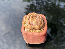 Load image into Gallery viewer, echeveria-mexensis-zaragosa