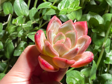 Load image into Gallery viewer, Echeveria Champagne | 香槟