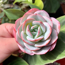 Load image into Gallery viewer, Echeveria Brinks Blue | 布鲁蓝