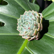 Load image into Gallery viewer, Echeveria Sarahime SP | 莎罗姬牡丹杂