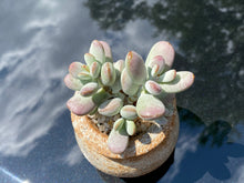 Load image into Gallery viewer, Cotyledon orbiculata (rooted with pot) | 乒乓福娘 (已服盆)