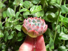 Load image into Gallery viewer, Echeveria 'silhouette'  | 侧影