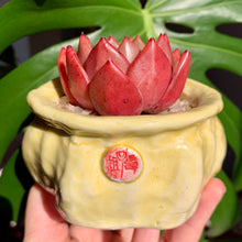 Load image into Gallery viewer, Echeveria Champagne | 香槟