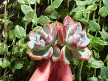 Load image into Gallery viewer, Echeveria Amabile | 泡芙群