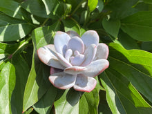 Load image into Gallery viewer, Echeveria laui