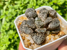 Load image into Gallery viewer, Haworthia Mordor (rooted with pot) | 魔多寿 (已服盆)