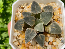 Load image into Gallery viewer, Haworthia pygmaea 'Ice Drill' (rooted with pot)