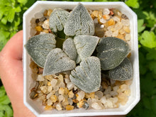 Load image into Gallery viewer, Haworthia 'Silver Railway' (rooted with pot) | 铁道白银 (已服盆)