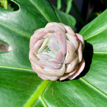 Load image into Gallery viewer, Echeveria elegans potosina | 星影桑切斯-单头