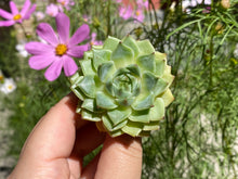 Load image into Gallery viewer, Echeveria Ben Badis