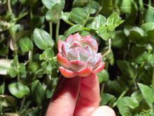 Load image into Gallery viewer, Echeveria Suryeon | 莎莎女王