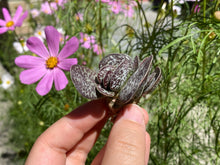 Load image into Gallery viewer, Adromischus maculatus image-2