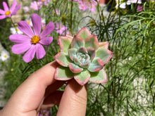 Load image into Gallery viewer, Echeveria moon