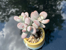 Load image into Gallery viewer, Cotyledon orbiculata (rooted with pot) | 乒乓福娘 (已服盆)