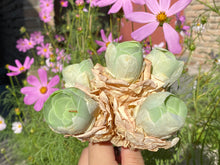 Load image into Gallery viewer, Greenovia aurea sp-1