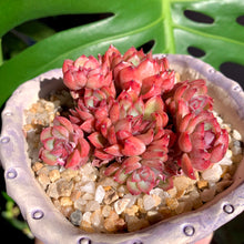 Load image into Gallery viewer, Echeveria Mebina | 女雏