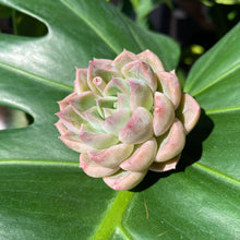 Load image into Gallery viewer, Panda | 熊猫