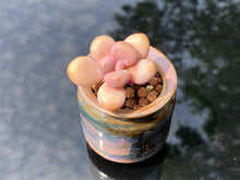 Load image into Gallery viewer, graptopetalum-amethystinum
