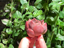 Load image into Gallery viewer, Echeveria spp. (Madonna) | 麦当娜