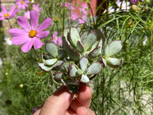 Load image into Gallery viewer, Cotyledon‘Choco Line’