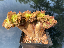 Load image into Gallery viewer, aeonium-halloween-crested3