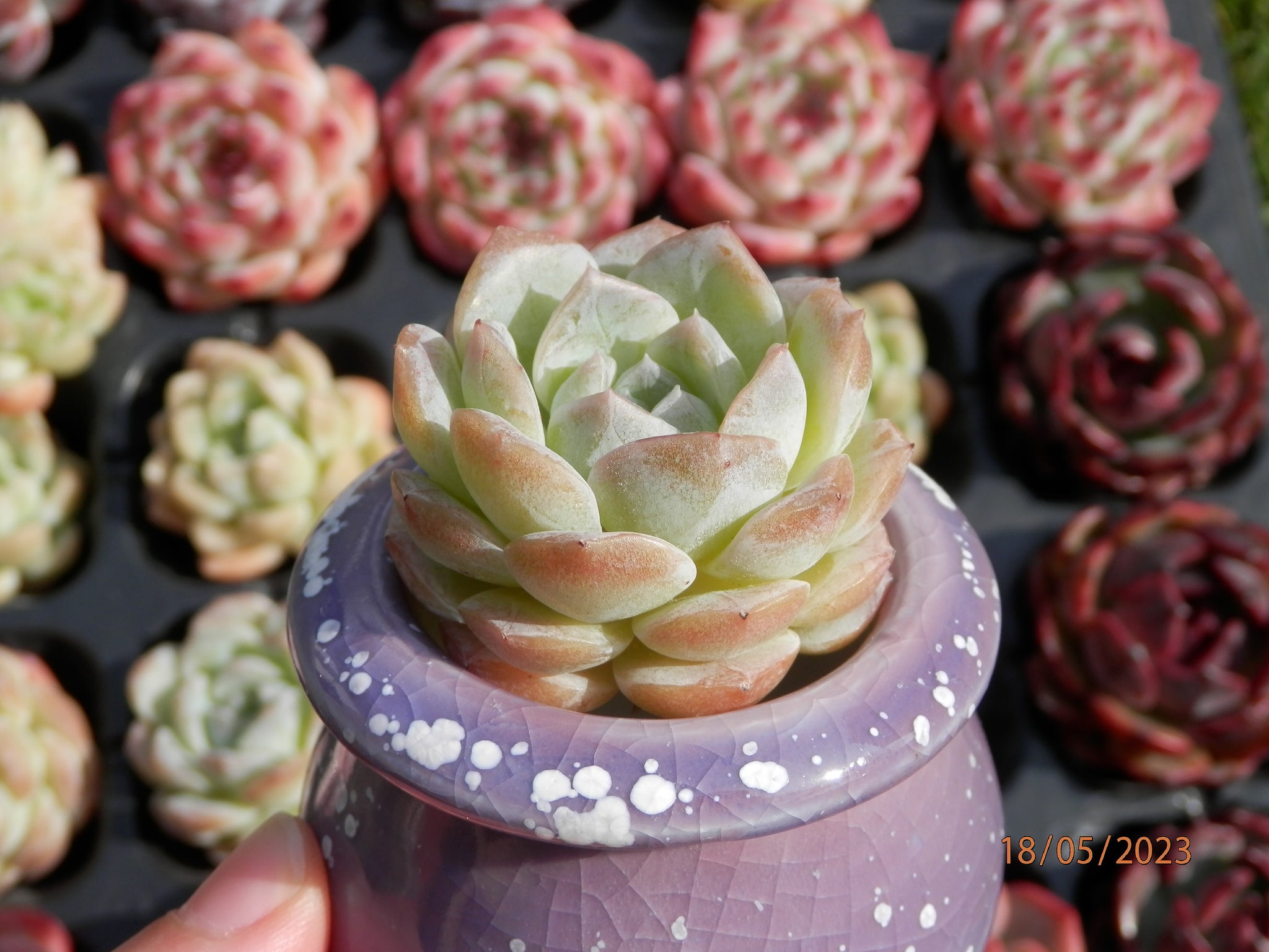 pure succulents Echeveria Pure Love