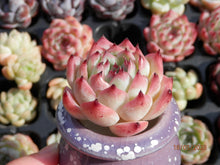 Load image into Gallery viewer, Echeveria Chihuahuaensis | 吉娃娃
