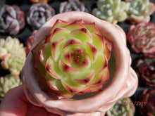 Load image into Gallery viewer, Echeveria Moon Stone | 月亮石
