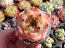 Load image into Gallery viewer, Echeveria Flora | 弗洛拉/白龙
