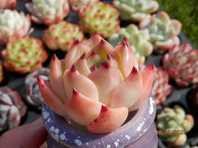 Load image into Gallery viewer, Echeveria Flora | 弗洛拉/白龙
