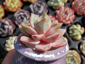 champagne succulent Echeveria Pink Champagne