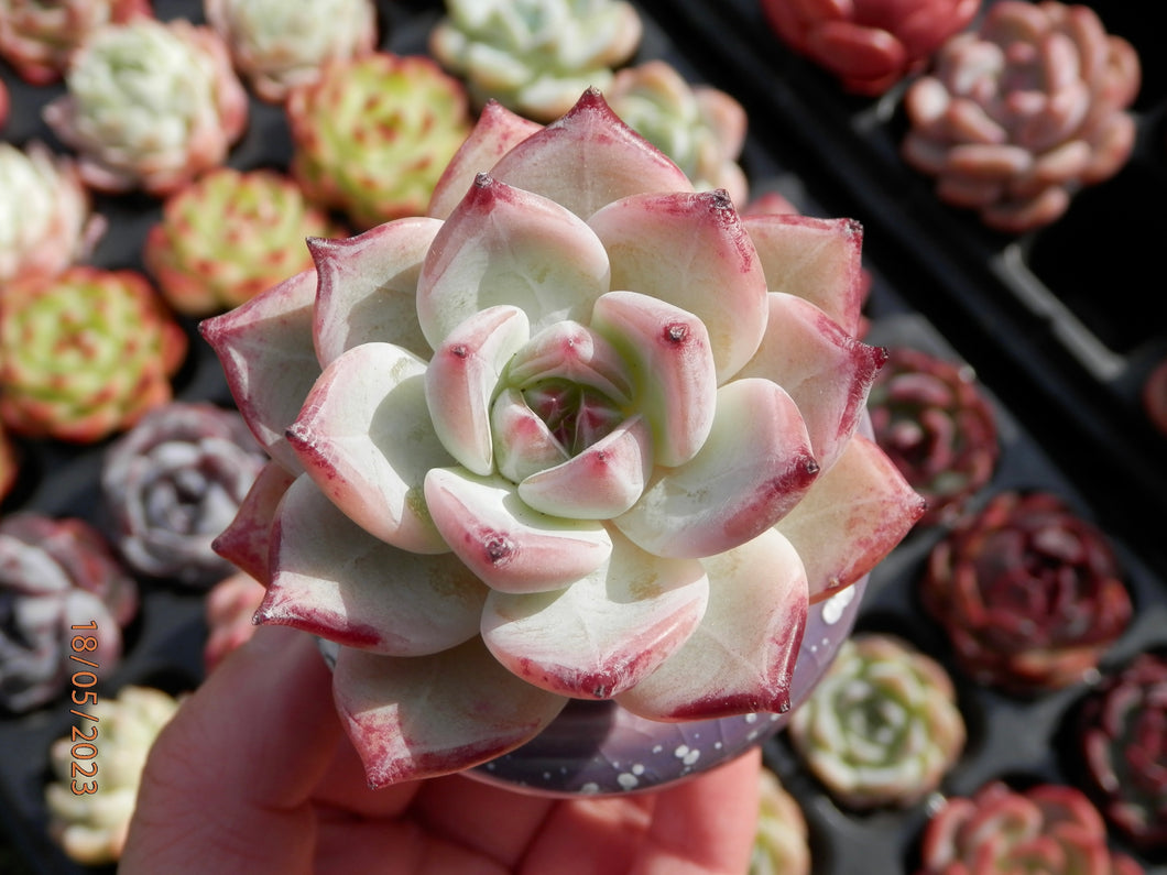 Echeveria Icecol