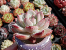 Load image into Gallery viewer, Echeveria Icecol
