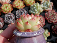 Load image into Gallery viewer, Echeveria Red cone | 红锥
