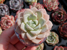 Load image into Gallery viewer, Echeveria Pink spot
