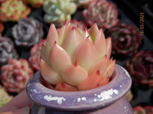 Load image into Gallery viewer, Echeveria Agavoides &#39;Spicy&#39; | 青椒东云
