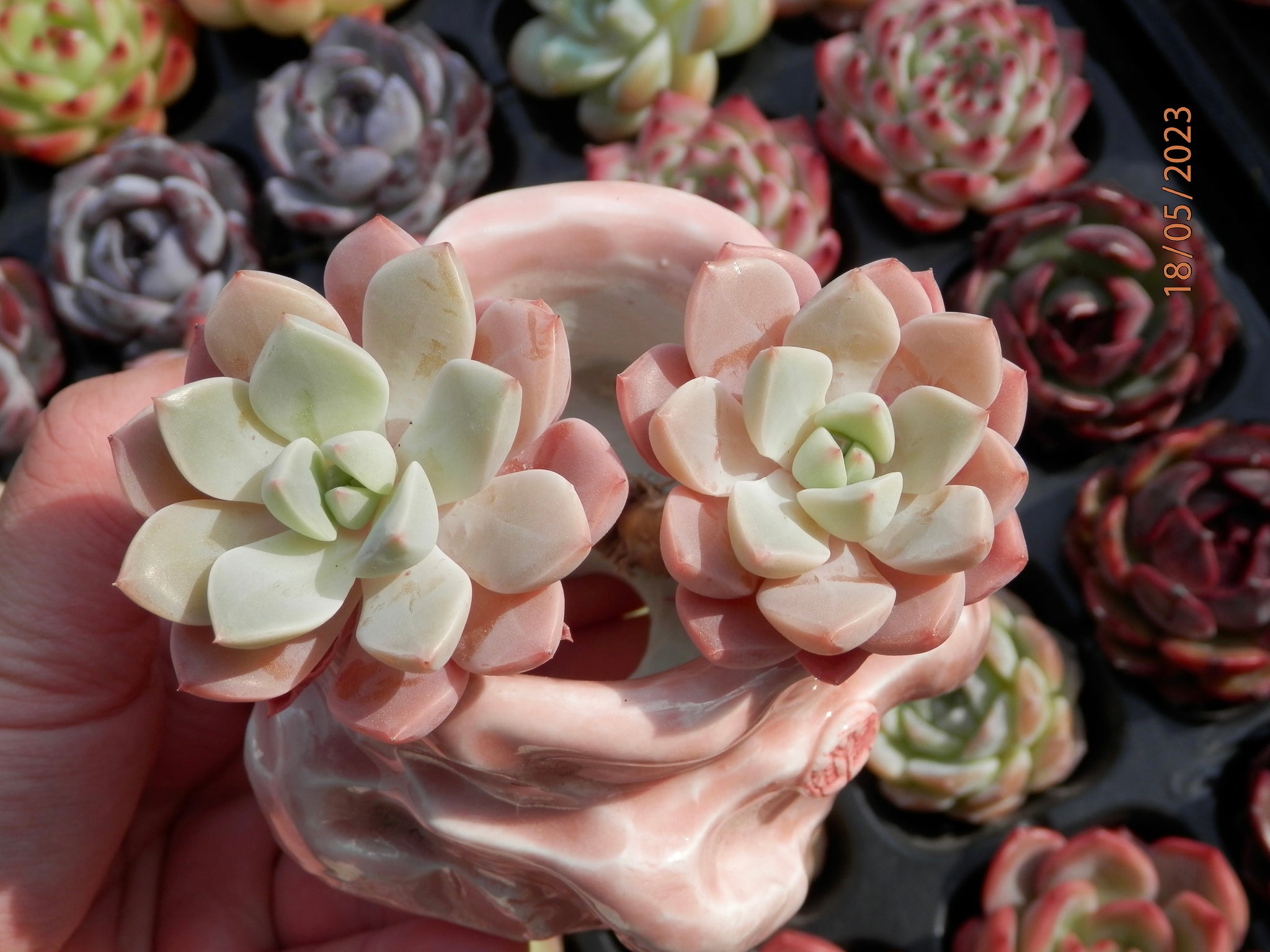 pretty in pink succulent Echeveria Pretty in Pink