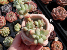 Load image into Gallery viewer, Pachyphytum Apple | 苹果美人
