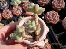Load image into Gallery viewer, Pachyphytum Apple | 苹果美人
