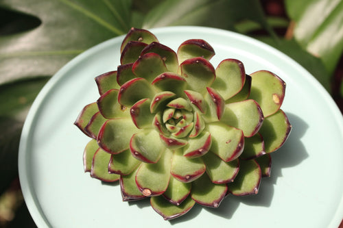 Echeveria 'Puli-lindsayana'