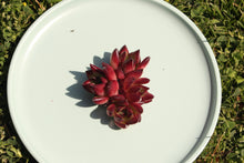 Load image into Gallery viewer, Echeveria Agavoides Red Sandalwood Flower
