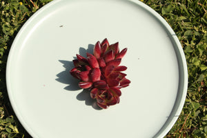 Echeveria Agavoides Red Sandalwood Flower