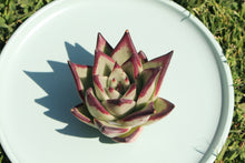 Load image into Gallery viewer, Echeveria agavoides Ebony flower
