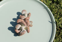 Load image into Gallery viewer, Pachyphytum spp. (Organge Snowball) flower
