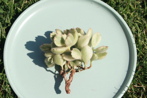 Cotyledon ladismithiensis f.variegata