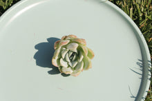 Load image into Gallery viewer, Echeveria spp. (Caribbean Blue)
