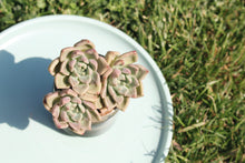 Load image into Gallery viewer, Echeveria spp

