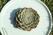 Load image into Gallery viewer, Echeveria &#39;Red hole&#39;
