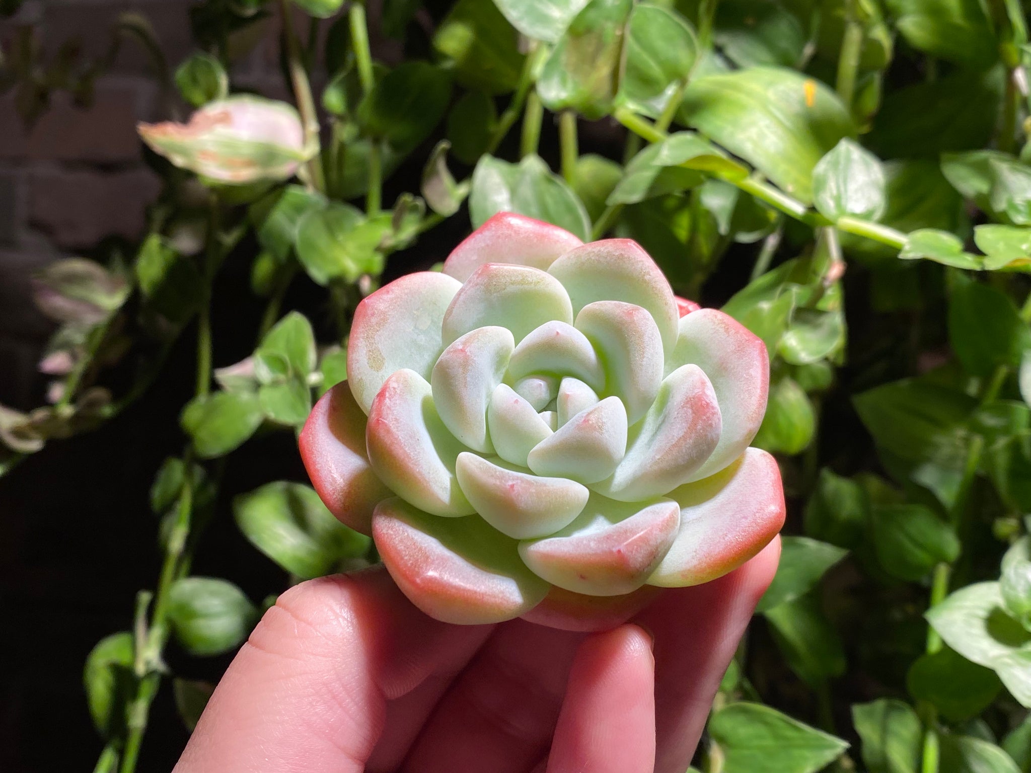 ice green succulent Echeveria Ice Green | Succulent in Canada