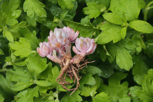 graptopetalum pachyphyllum Bluebean -image